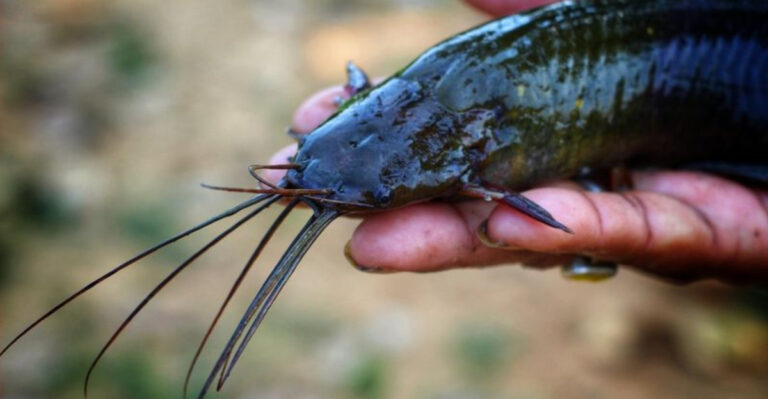 Exotic Fish Found In Everglades Spillway Show Why Releasing Pets Into The Wild Is So Dangerous