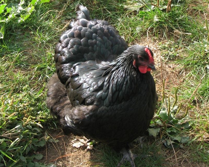 Majestic Black Orpington