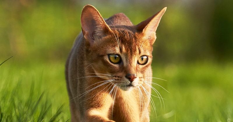 Abyssinian - Active But Brief
