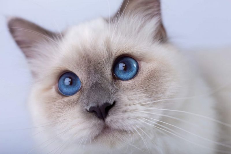 Birman: Serene Beauties