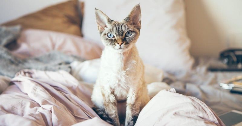 Devon Rex: Elfin Mischief-Makers With Velcro Tendencies