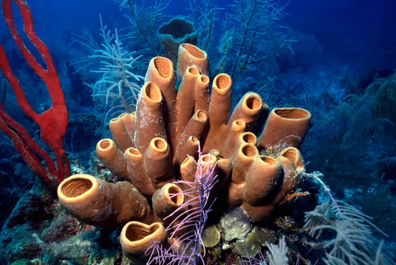 The Impact Of Recent Deep-Sea Discoveries