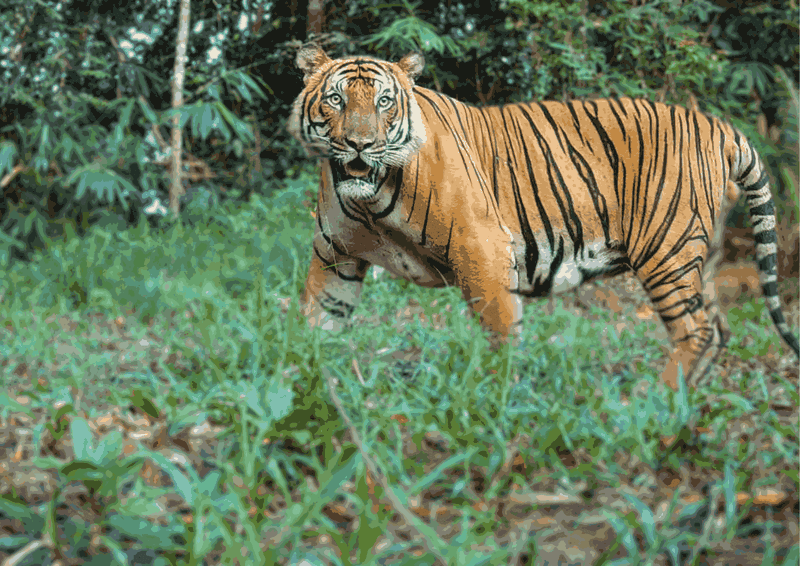 The Role Of Tigers In Ecosystems