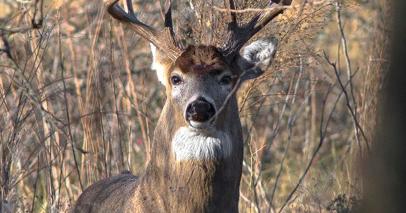 The Significance Of The Record In Idaho's Wildlife Legacy