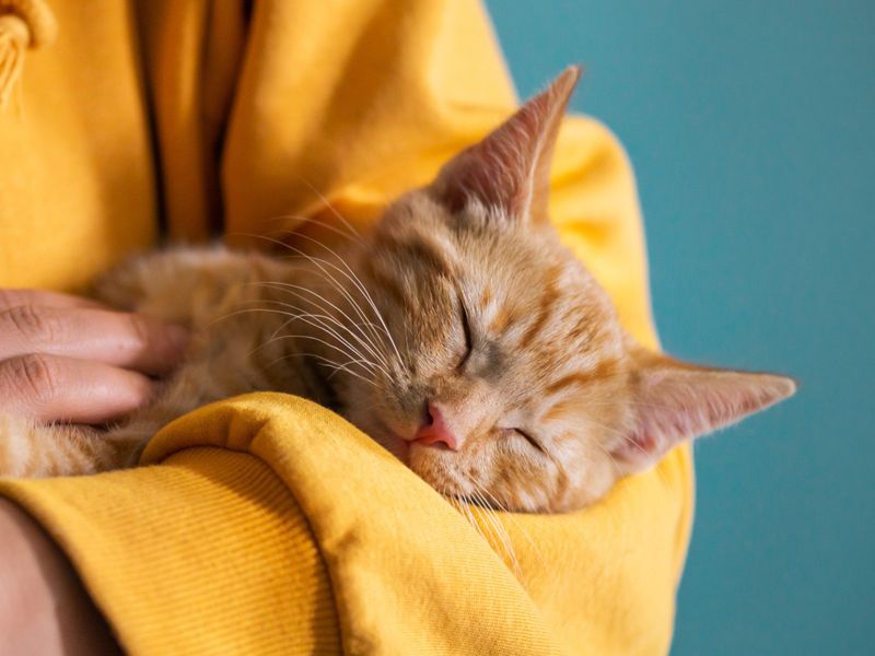 Cuddle Companions