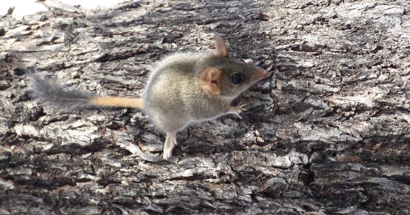 The Red-Tailed Phascogale's Extinction Status
