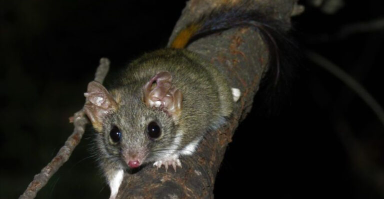 Experts Excited As Species Once Thought Extinct Makes A Remarkable Comeback