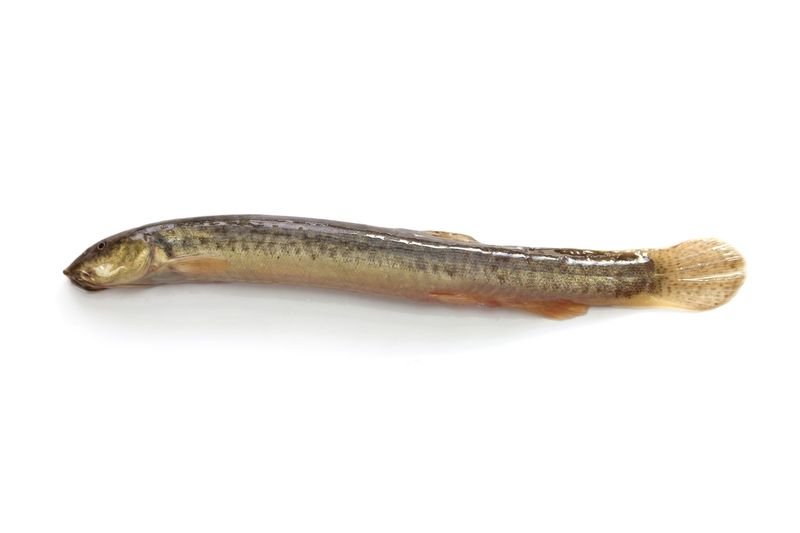 First Canadian Sighting Sets Off Alarms