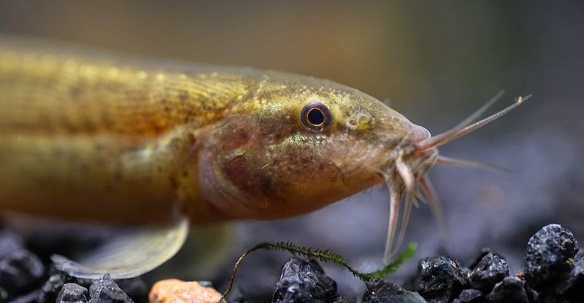 Experts Issue Urgent Warning About Invasive Fish That Survives Out Of Water In North America