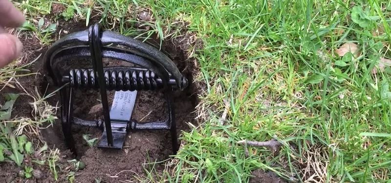 Trap Them Using Mole Traps