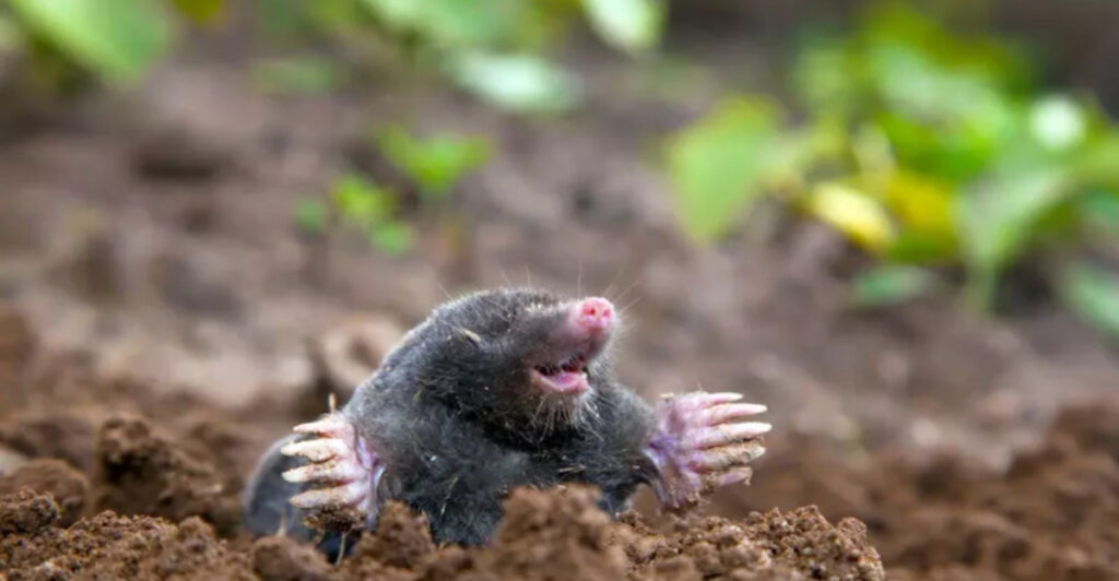 Experts Reveal The Most Effective Ways To Get Rid Of Moles In Your Yard