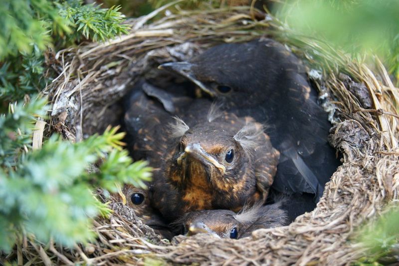 Protecting Young Birds