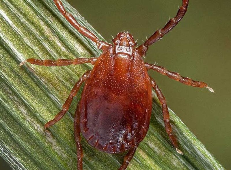 The Asian Longhorned Tick And Its Impact On U.S. Agriculture
