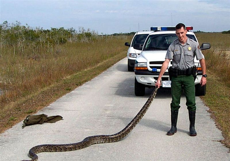 The Invasive Nature Of Burmese Pythons In Florida