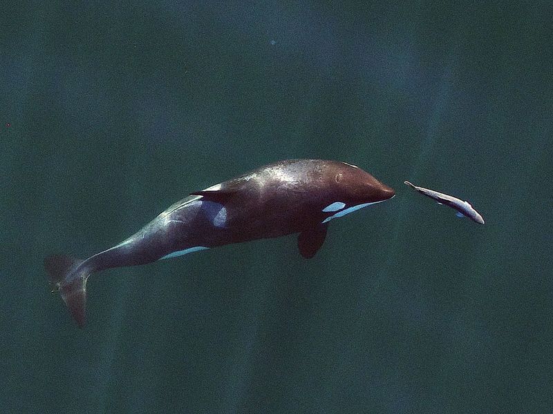 Imitating Sounds To Lure Prey