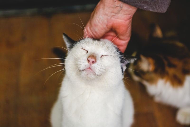 Consult With A Veterinarian