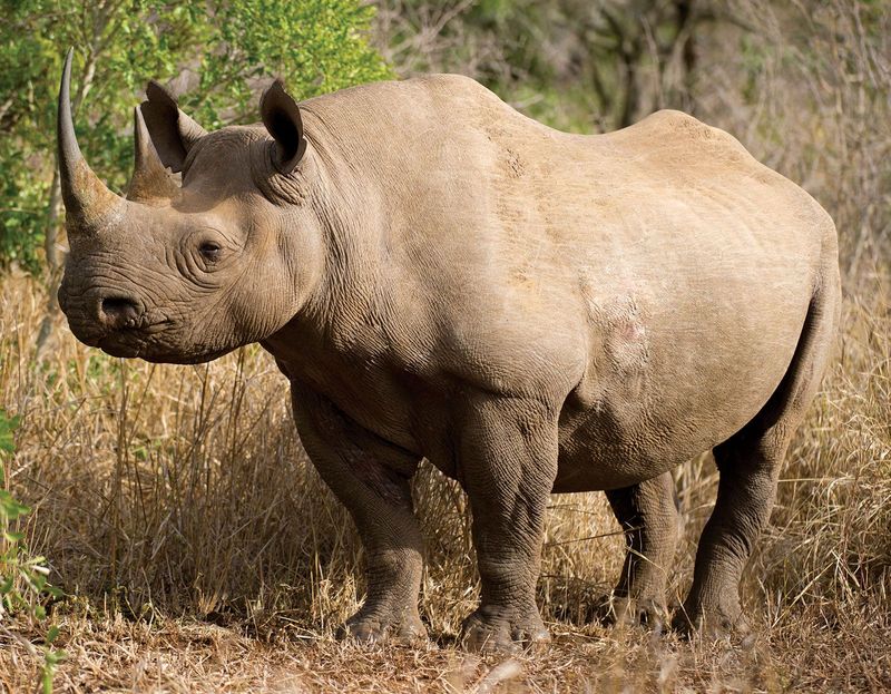 The Double-Horned Tank