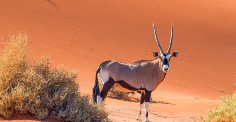 Explore The Horned Animals Of Africa