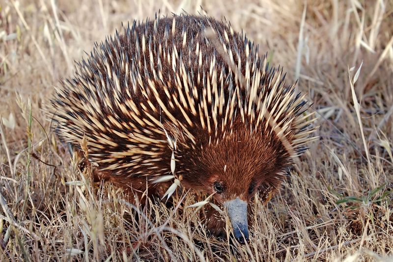 The Long Journey To Rediscover The Long-Beaked Echidna