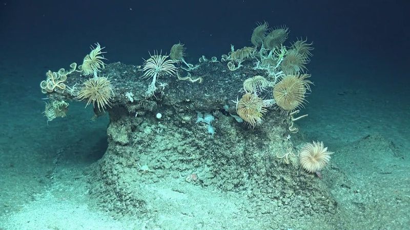What Makes Ophiojura Exbodi Different From Other Brittle Stars