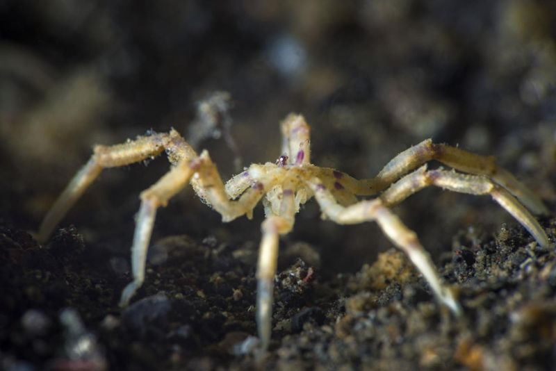 How These Sea Spiders Rely On Bacteria For Essential Nutrients
