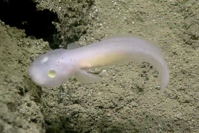 Meet The Six Newly Discovered Species From Antarctica
