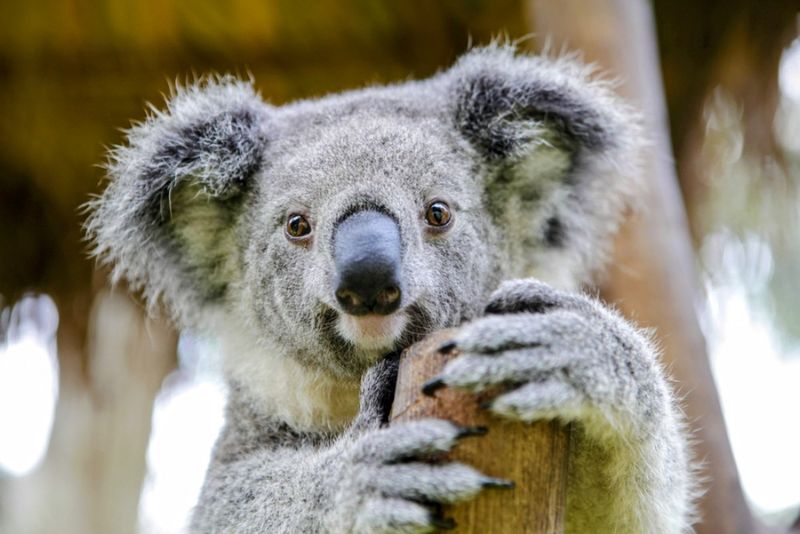 Koalas' Unique Markings: What Their Fingerprints Tell Us About Their Evolution