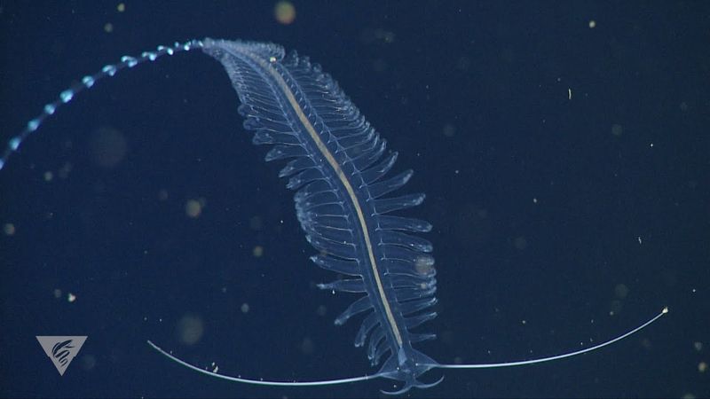 Worms And Arthropods Found In Deep-Sea Regions