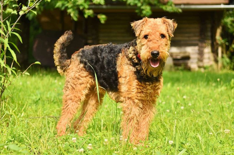 Mountain Messengers: The Airedale Terrier
