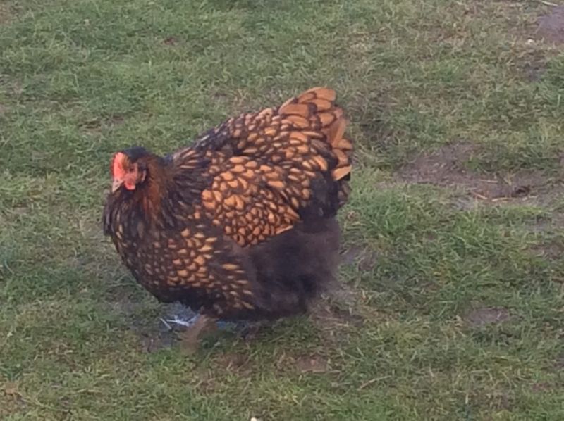 Gorgeous Gold-Laced Orpingtons