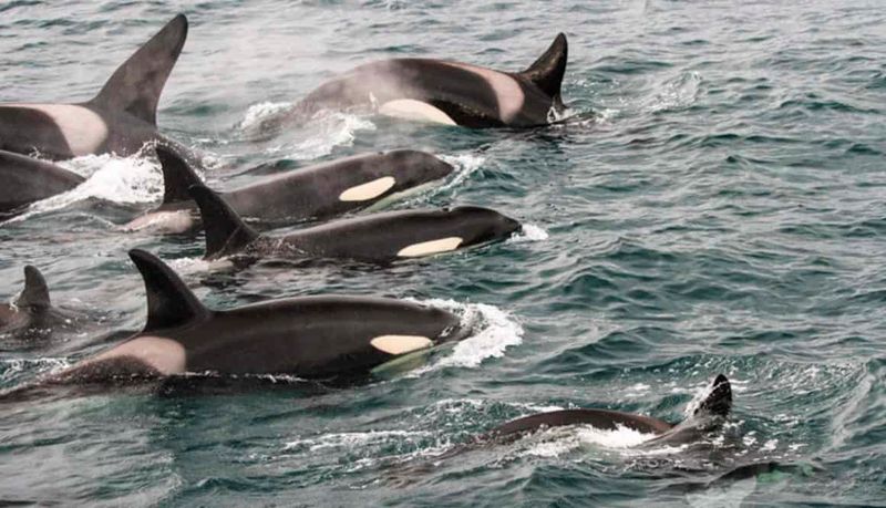 Tolerant Orca Behavior