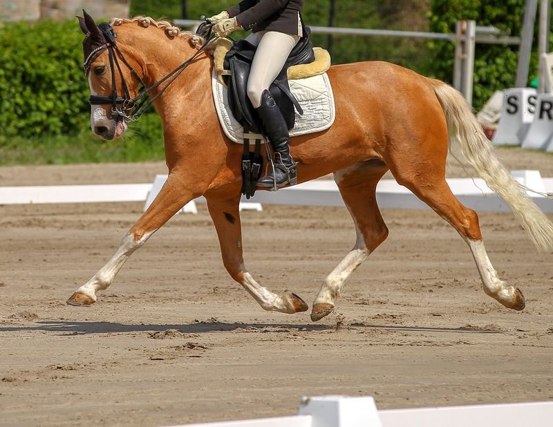 Slow Trot