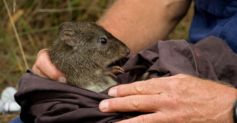 Extinct Species Makes A Surprising Comeback (Just When We Need It Most)