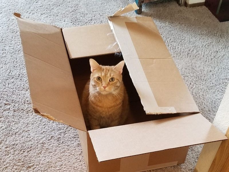 Cardboard Boxes Quickly Lose Their Appeal