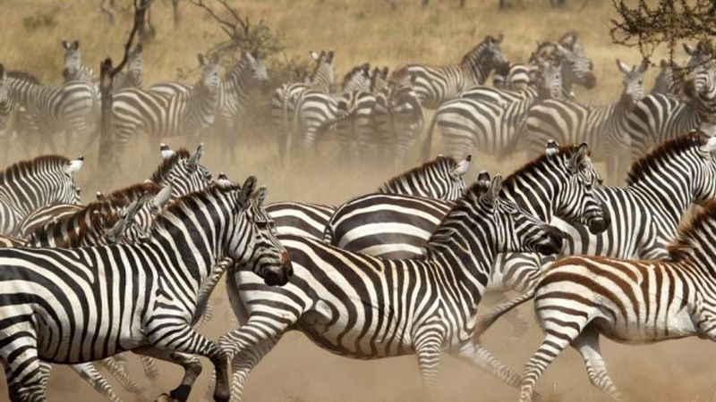 Stripes Confuse Predators