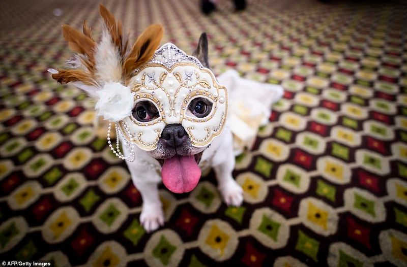 Elaborate Pet Fashion Shows