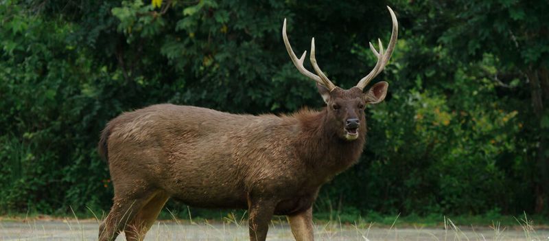 Distinctive Tail Signaling