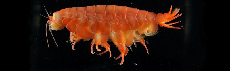 Mouth Of Mandibles And Mystery