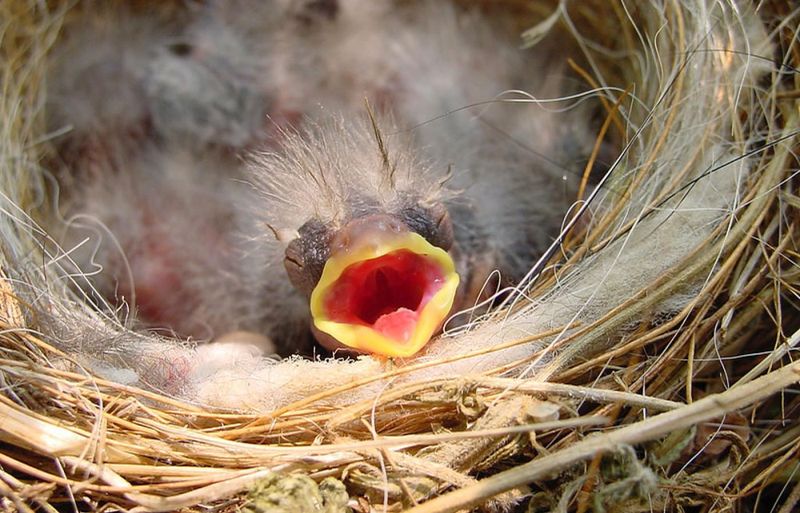 Nest Parasites And Disease