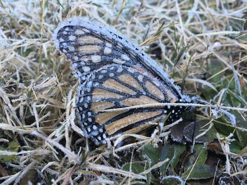 Extreme Weather Events Strike Vulnerable Colonies