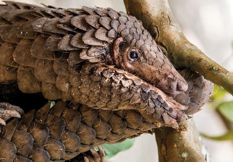 Protected Under International Wildlife Laws