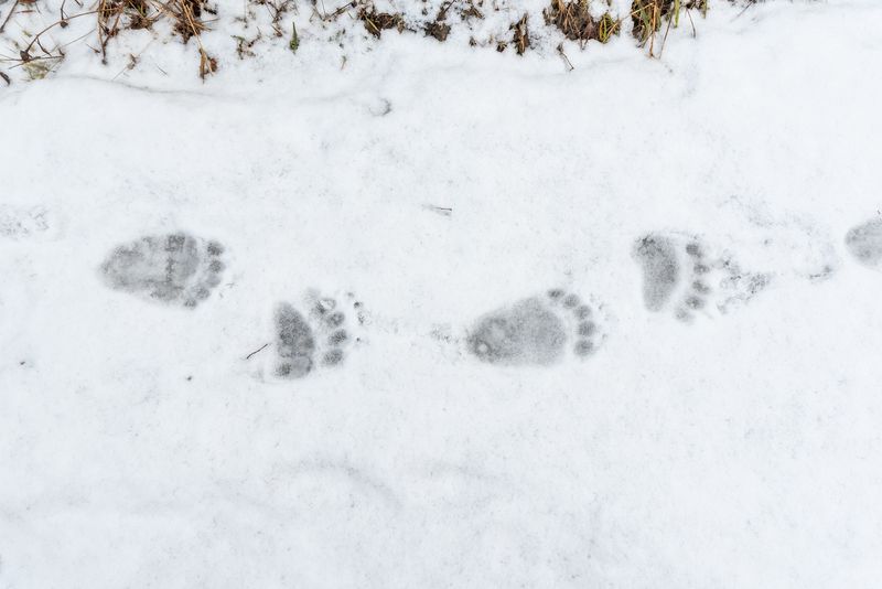 Distinctive Track Patterns