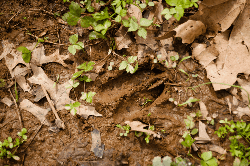 They Leave Almost No Trace