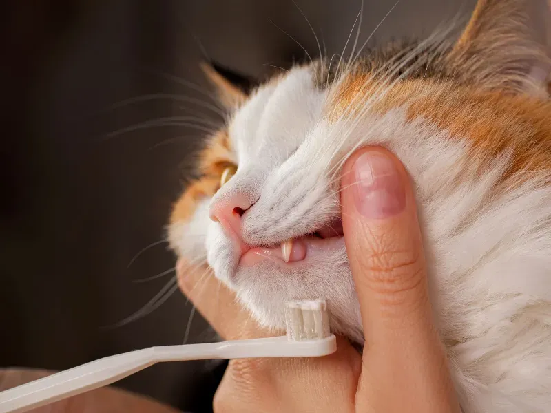 Dental Hygiene Approaches