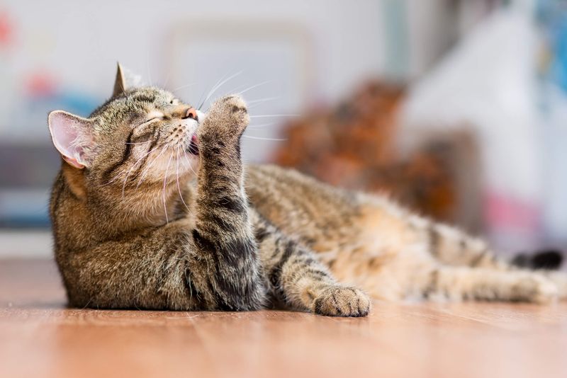 Grooming Habits Indicate Stress Levels