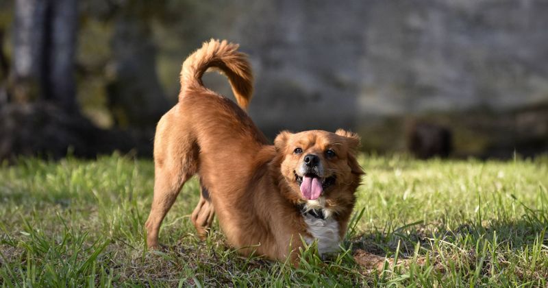 Wagging Their Entire Body
