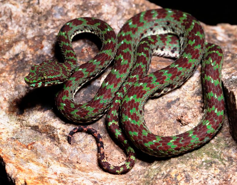 Newly Discovered In Northern Vietnam