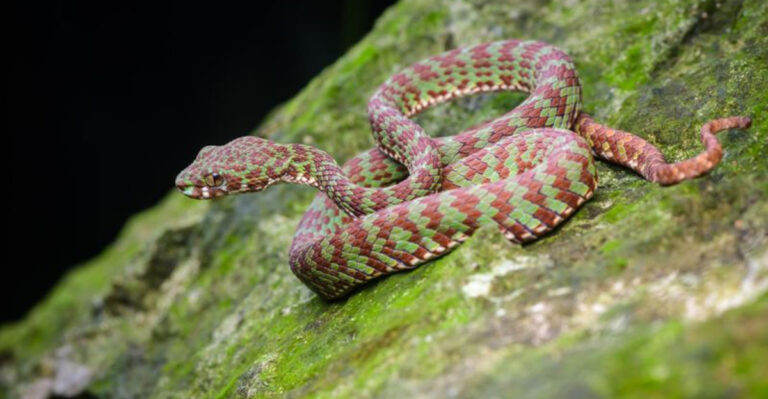 Eyelash Viper Species Identified In Vietnam’s Limestone Habitat