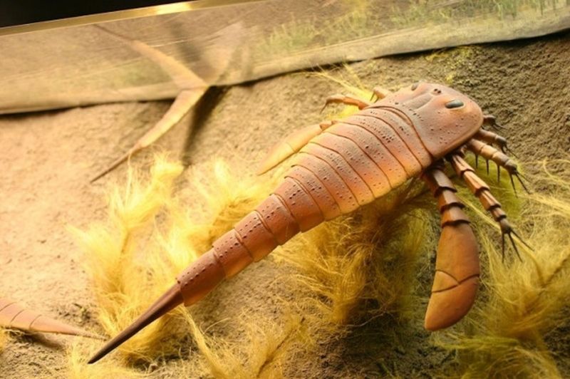 The Pennsylvania Sea Scorpion Graveyard