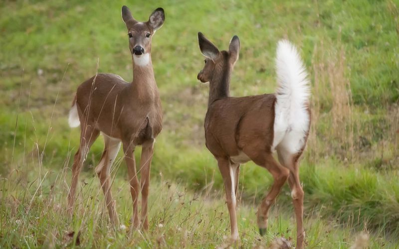 Tail Signals Work Like Warning Flags